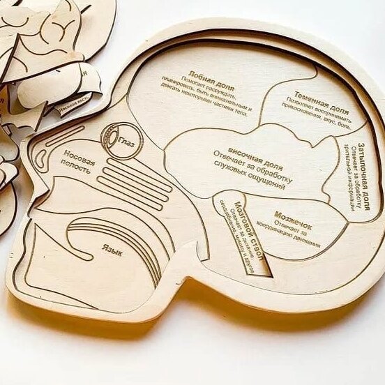 Intra απο ξύλο plywood 3mm-4mm πάχος – ξύλο Παζλ ανθρώπινης ανατομίας εγκεφάλου για παιδιά 40x45 cm INTRAVECTRY-MY555125