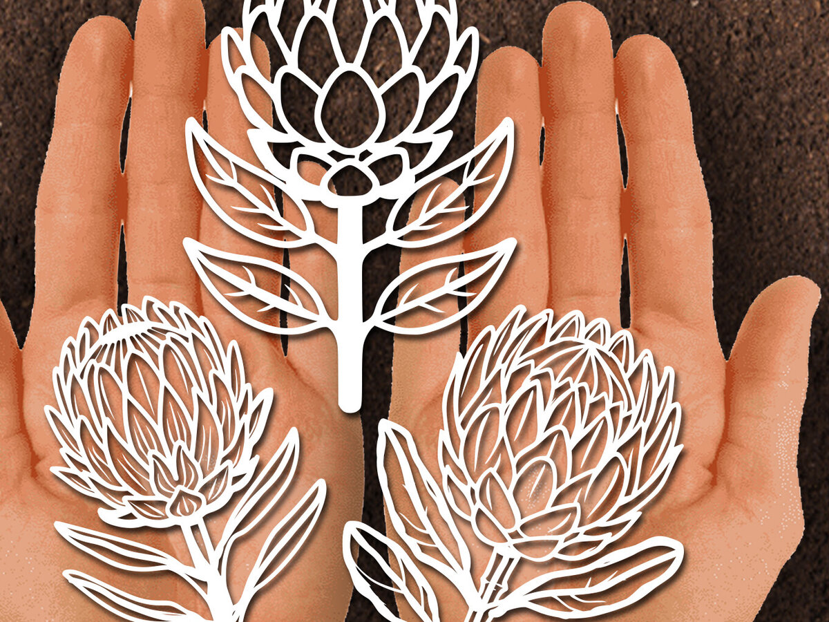 Σετ των 2 Intra απο ξύλο plywood 3mm-4mm πάχος – Χαρτόκοψη Protea Flower DXF Δίασταση  20x20 cm INTRAFABR-125441868