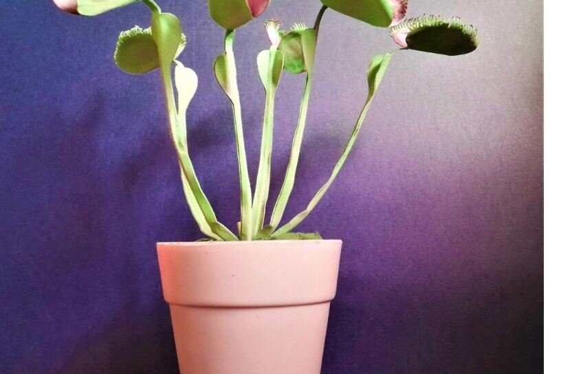 Σετ των 2 Intra απο ξύλο plywood 3mm-4mm πάχος – Χάρτινα πρότυπα λουλουδιών Venus Flytrap (Dionaea Muscipula). Δίασταση  20x20 cm INTRAFABR-19612258