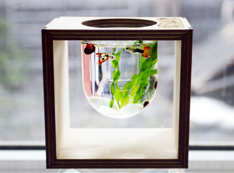 Intra απο ξύλο plywood 3mm-4mm πάχος - Ενυδρείο σε λάμπα φωτός Δίασταση 30x30 cm Intraeaxys-lop32yx1