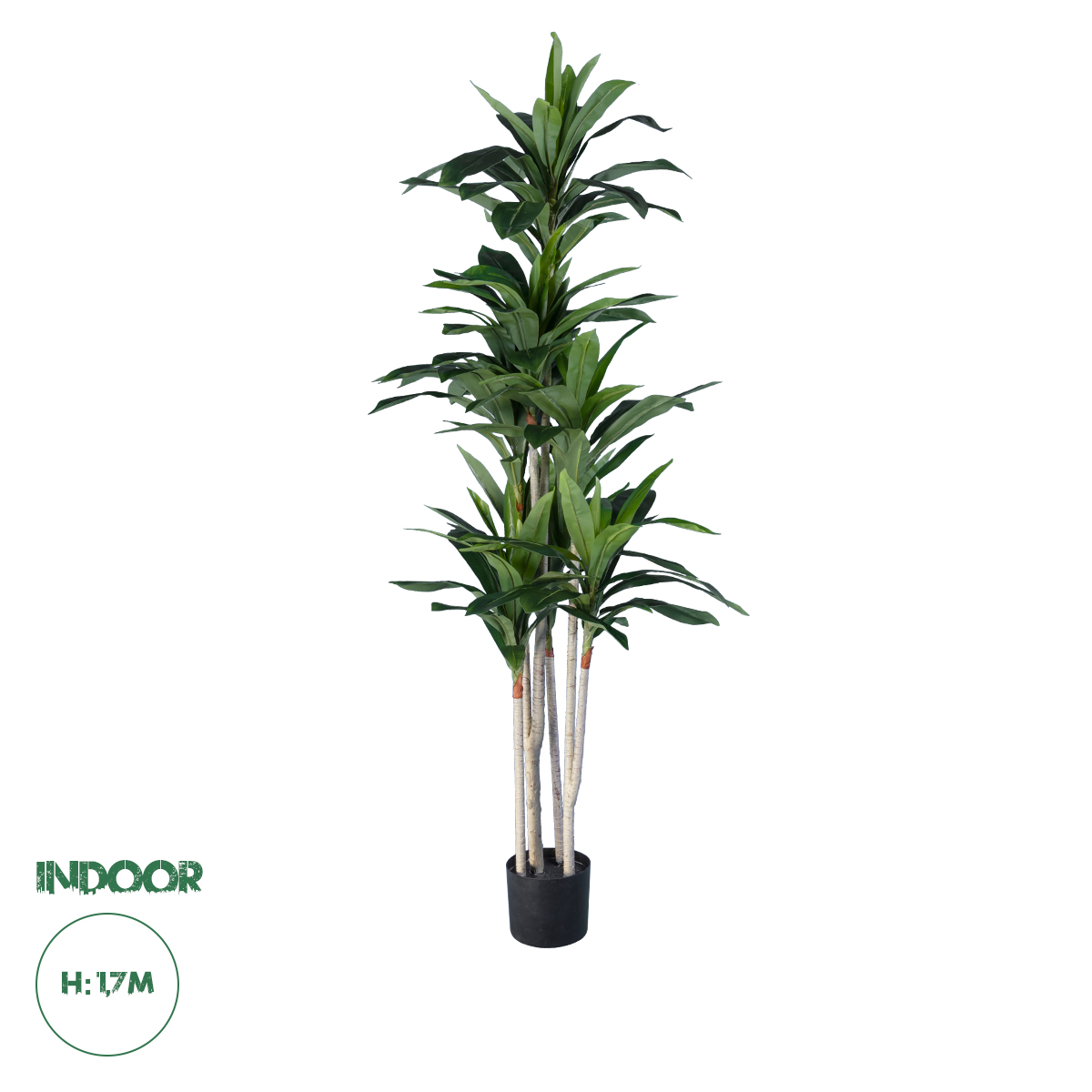 20044 GloboStar® Artificial Garden DRACAENA SILK 20044 – Τεχνητό Διακοσμητικό Φυτό Δράκαινα Υ170cm 20044 GloboStar® Artificial Garden DRACAENA SILK 20044 – Τεχνητό Διακοσμητικό Φυτό Δράκαινα Υ170cm