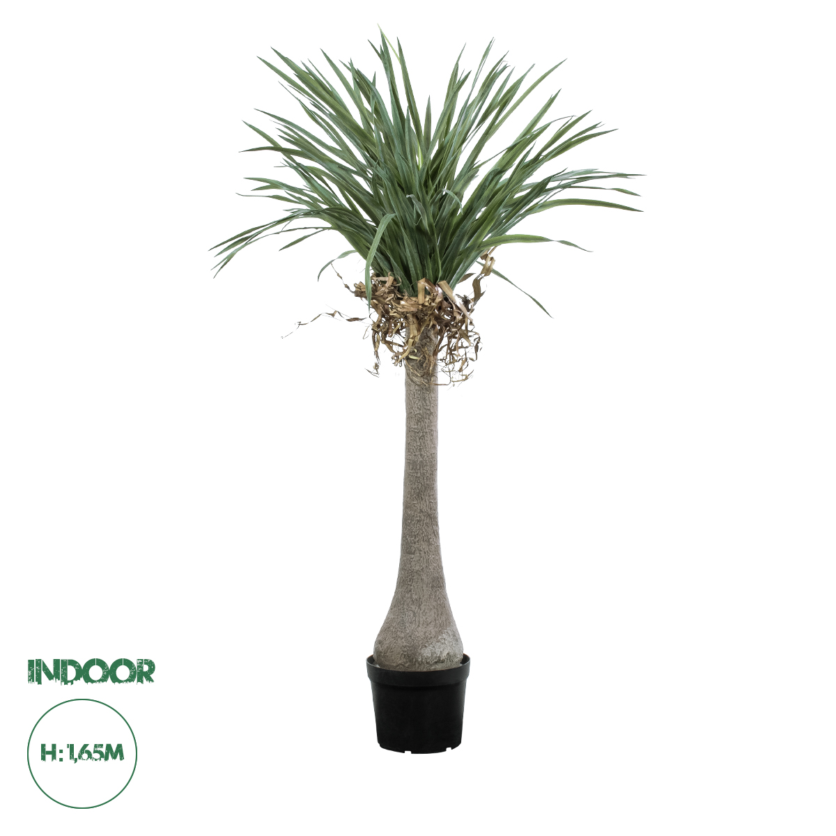 20046 GloboStar® Artificial Garden BEAUCARNEA PALM TREE 20046 Τεχνητό Διακοσμητικό Φυτό Κυρτόφυλλος Μπουκαρνέα Υ165cm 20046 GloboStar® Artificial Garden BEAUCARNEA PALM TREE 20046 Τεχνητό Διακοσμητικό Φυτό Κυρτόφυλλος Μπουκαρνέα Υ165cm