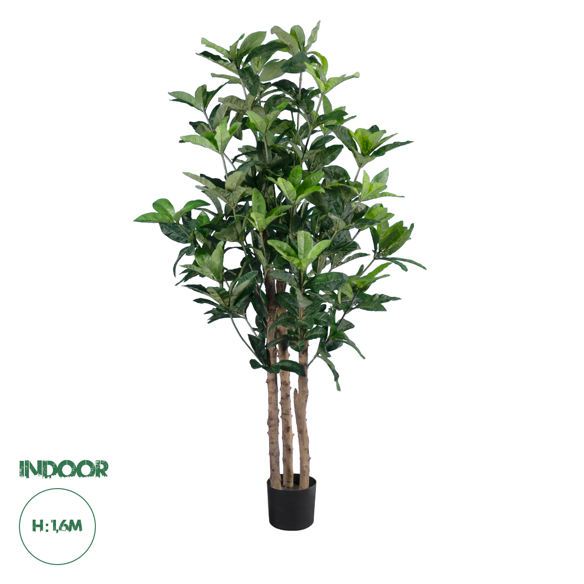 20056 GloboStar® Artificial Garden FORTUNE GUIANA TREE 20056 Τεχνητό Διακοσμητικό Φυτό Καστανιά του Μαλαμπάρ Υ160cm 20056 GloboStar® Artificial Garden FORTUNE GUIANA TREE 20056 Τεχνητό Διακοσμητικό Φυτό Καστανιά του Μαλαμπάρ Υ160cm