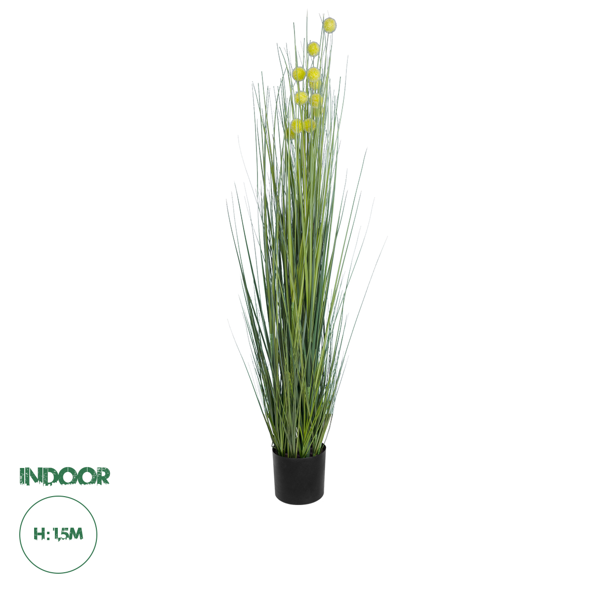 20112 GloboStar® Artificial Garden CRASPEDIA GRASS 20112 Τεχνητό Διακοσμητικό Φυτό Κρασπέδια Υ150cm 20112 GloboStar® Artificial Garden CRASPEDIA GRASS 20112 Τεχνητό Διακοσμητικό Φυτό Κρασπέδια Υ150cm