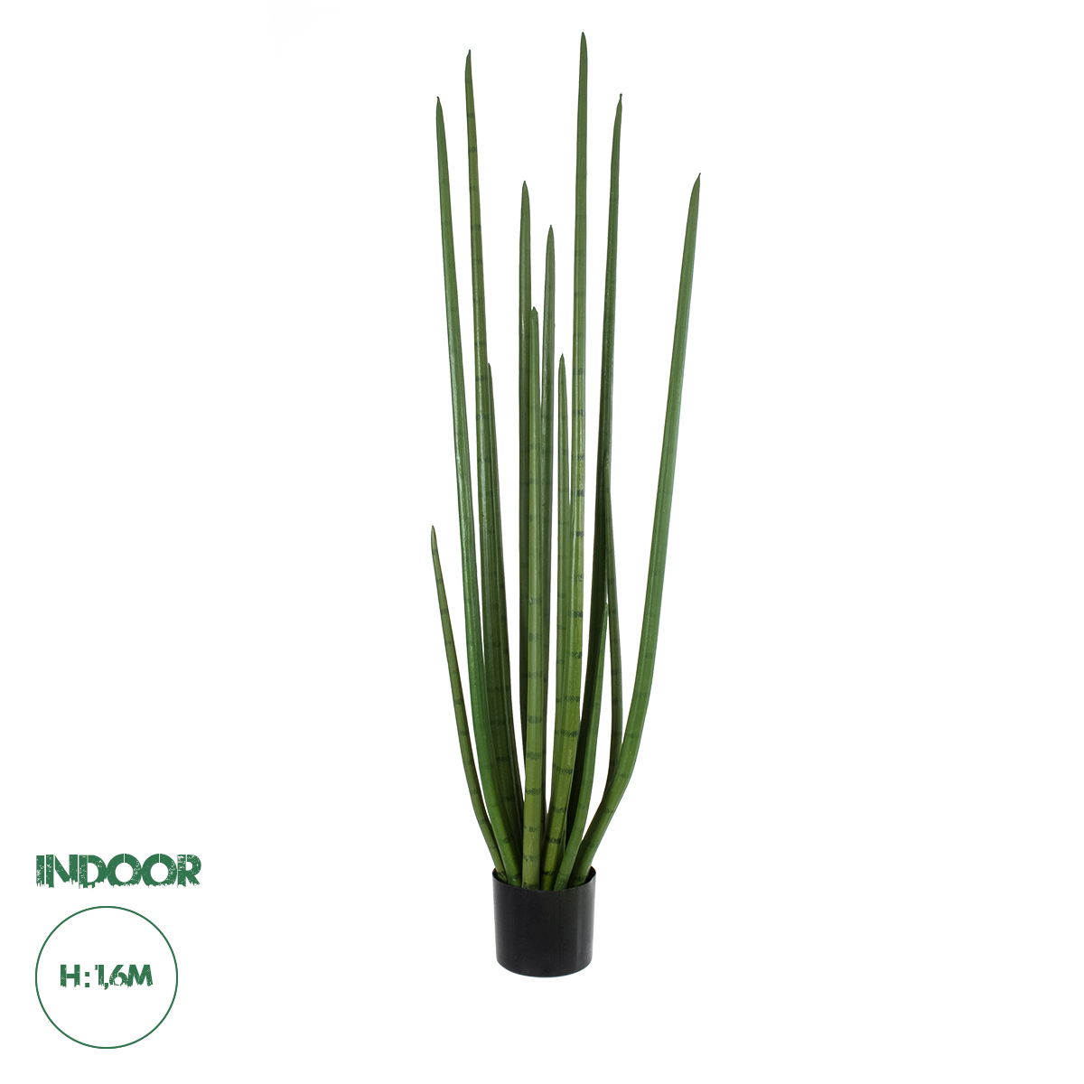 20211 GloboStar® Artificial Garden SANSEVIERIA CYLINDRICA 20211 Τεχνητό Διακοσμητικό Φυτό Σανσεβιέρια Υ160cm 20211 GloboStar® Artificial Garden SANSEVIERIA CYLINDRICA 20211 Τεχνητό Διακοσμητικό Φυτό Σανσεβιέρια Υ160cm