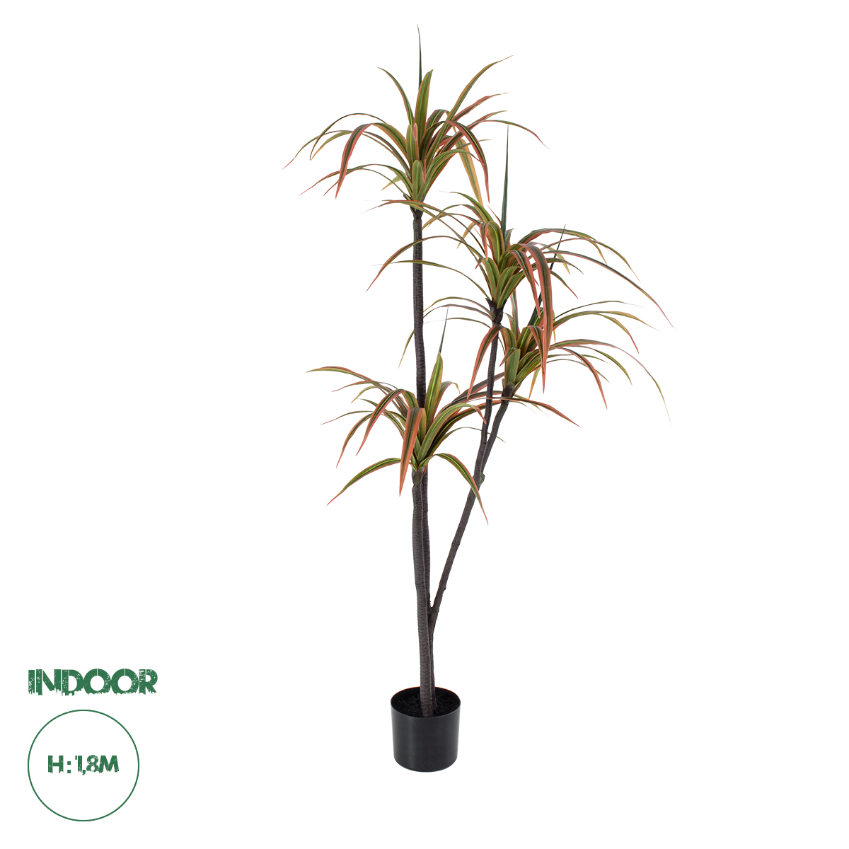 20372 GloboStar® Artificial Garden DRAGON BLOOD TREE 20372 – Τεχνητό Διακοσμητικό Φυτό Δράκαινα Υ180cm 20372 GloboStar® Artificial Garden DRAGON BLOOD TREE 20372 – Τεχνητό Διακοσμητικό Φυτό Δράκαινα Υ180cm