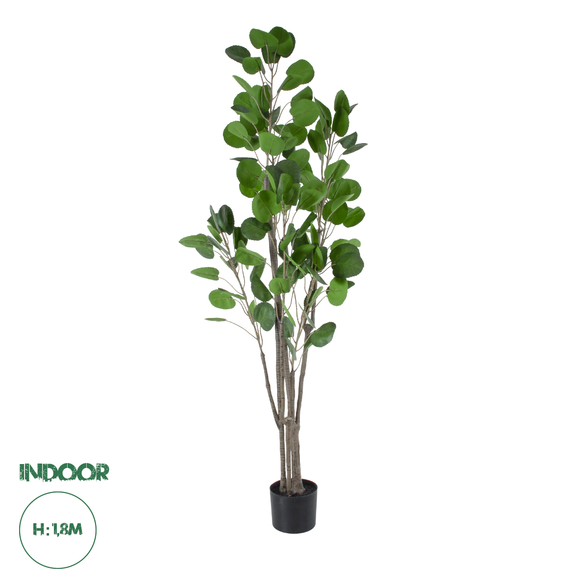20375 GloboStar®  Artificial Garden POLYSCIAS BALFOURIANA TREE 20375 Τεχνητό Διακοσμητικό Φυτό Πολυσκιά Υ180cm