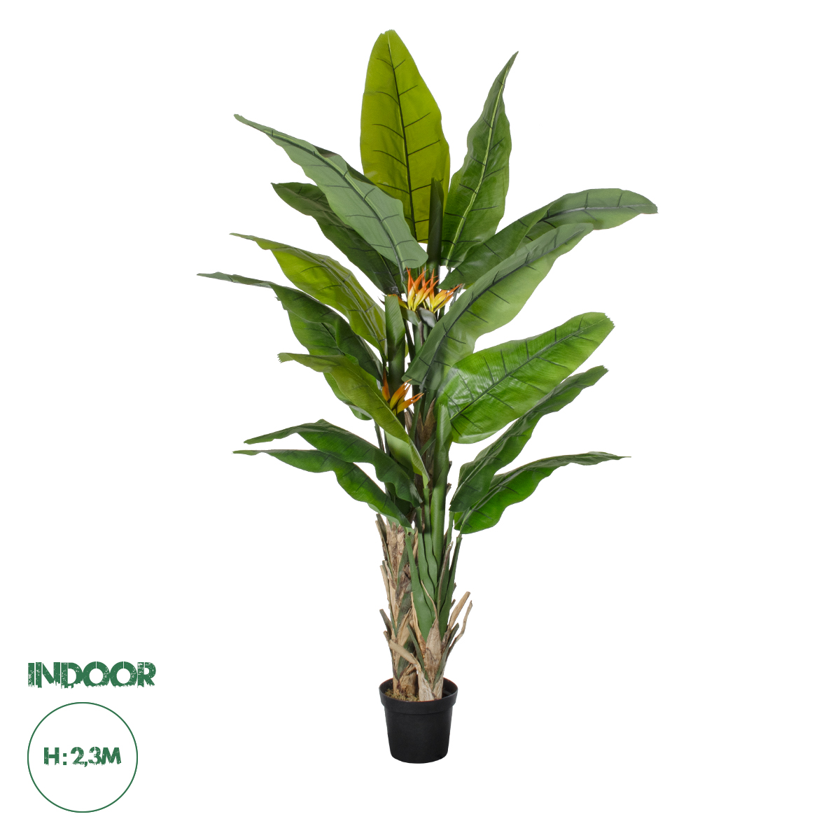 20381 GloboStar® Artificial Garden BANANA STRELITZIA REGINAE 20381 – Τεχνητό Διακοσμητικό Φυτό Μπανανιά – Στρελίτσια – Πουλί του Παραδείσου Υ230cm 20381 GloboStar® Artificial Garden BANANA STRELITZIA REGINAE 20381 – Τεχνητό Διακοσμητικό Φυτό Μπανανιά – Στρελίτσια – Πουλί του Παραδείσου Υ230cm