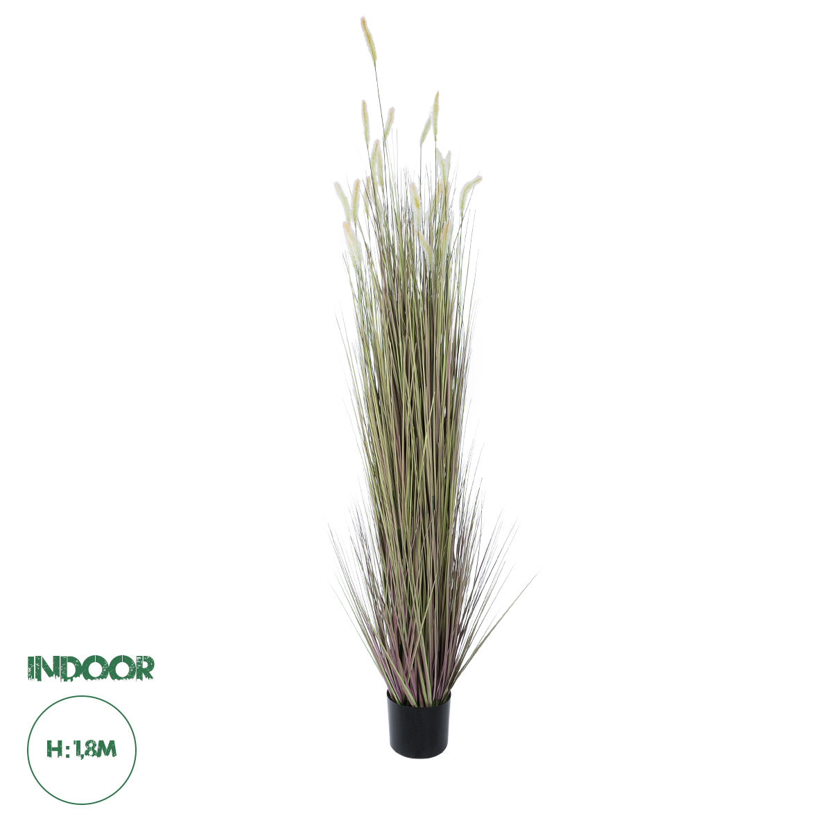 21104 GloboStar® Artificial Garden BEIGE LAGURUS 21104 Διακοσμητικό Φυτό Μπεζ Λαγοουρά Υ180cm 21104 GloboStar® Artificial Garden BEIGE LAGURUS 21104 Διακοσμητικό Φυτό Μπεζ Λαγοουρά Υ180cm