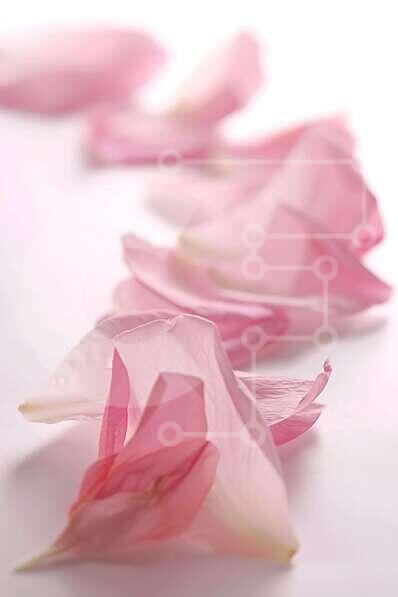 Σετ των 2 Intra Συλλεκτικό Ξύλινο Παζλ Plywood  4mm - Ροζ ροδοπέταλα σε λευκή επιφάνεια Σε Ξύλινο Κουτί - Διαστάσεις: 10x10 cm – 25 κομμάτια