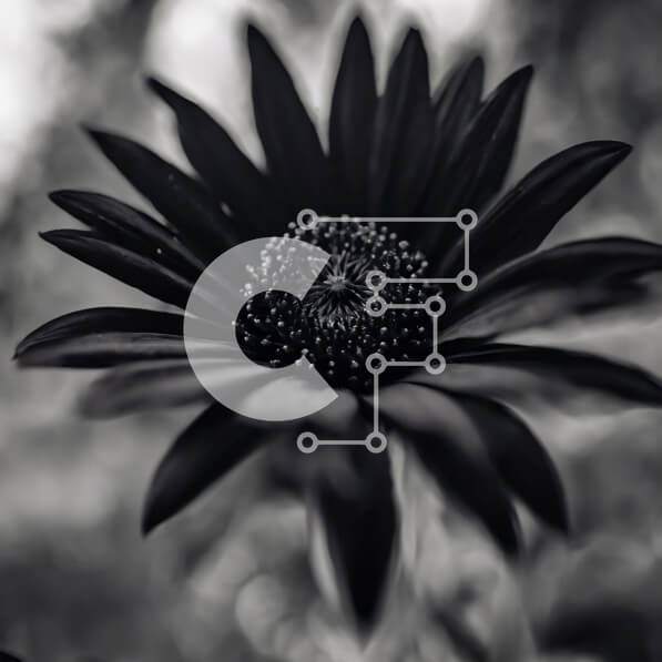 Intra Συλλεκτικό Ξύλινο Παζλ Plywood  4mm - Ασπρόμαυρη εικόνα ενός ανθισμένου λουλουδιού Σε Ξύλινο Κουτί - Διαστάσεις: 10x10 cm – 25 κομμάτια