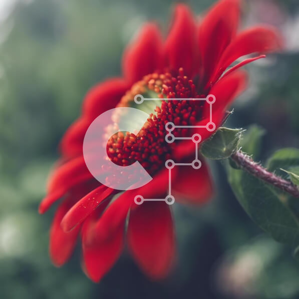 Intra Συλλεκτικό Ξύλινο Παζλ Plywood  4mm - Μονό κόκκινο λουλούδι σε φυσικό περιβάλλον Σε Ξύλινο Κουτί - Διαστάσεις: 10x10 cm – 25 κομμάτια