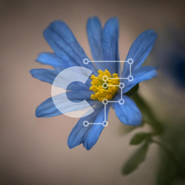 Intra Συλλεκτικό Ξύλινο Παζλ Plywood  4mm - Μονό μπλε λουλούδι με κίτρινα κέντρα Σε Ξύλινο Κουτί - Διαστάσεις: 10x10 cm – 25 κομμάτια