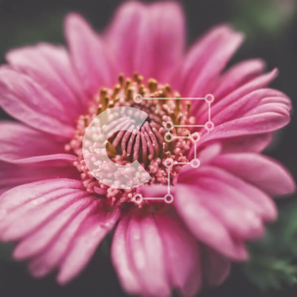 Intra Συλλεκτικό Ξύλινο Παζλ Plywood  4mm - Κοντινό πλάνο ροζ λουλούδι με σκούρα πράσινα φύλλα Σε Ξύλινο Κουτί - Διαστάσεις: 10x10 cm – 25 κομμάτια