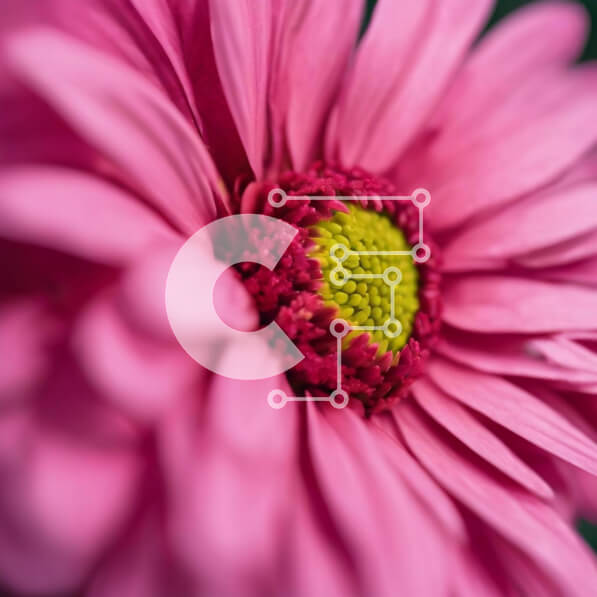 Intra Συλλεκτικό Ξύλινο Παζλ Plywood  4mm - Ζωντανή ροζ μαργαρίτα με κίτρινο κέντρο Σε Ξύλινο Κουτί - Διαστάσεις: 10x10 cm – 25 κομμάτια