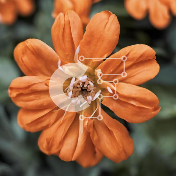 Intra Συλλεκτικό Ξύλινο Παζλ Plywood  4mm - Κοντινό πλάνο του ανθισμένου πορτοκαλί λουλουδιού που περιβάλλεται από πράσινα φύλλα Σε Ξύλινο Κουτί - Διαστάσεις: 10x10 cm – 25 κομμάτια