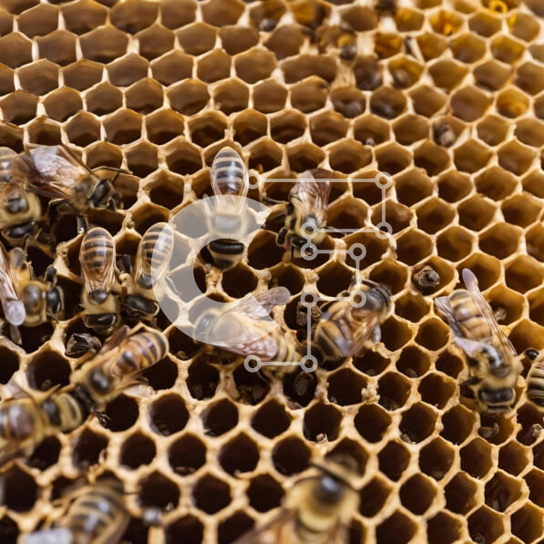 Intra Συλλεκτικό Ξύλινο Παζλ Plywood  4mm - Κοινωνικές μέλισσες που εργάζονται μαζί στην κηρήθρα Σε Ξύλινο Κουτί - Διαστάσεις: 10x10 cm – 25 κομμάτια