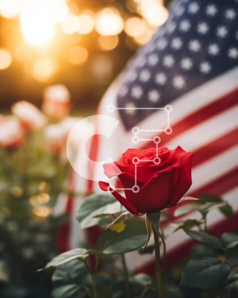 Intra Συλλεκτικό Ξύλινο Παζλ Plywood  4mm - Κόκκινο τριαντάφυλλο στην αμερικανική σημαία για την ημέρα της ανεξαρτησίας Σε Ξύλινο Κουτί - Διαστάσεις: 10x10 cm – 25 κομμάτια