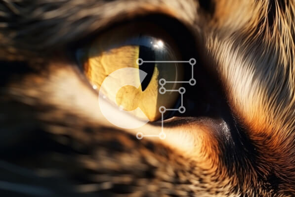 Σετ των 2 Intra Συλλεκτικό Ξύλινο Παζλ Plywood  4mm - Κοντινό πλάνο του ματιού της γάτας με τα κίτρινα μάτια Σε Ξύλινο Κουτί - Διαστάσεις: 10x10 cm – 25 κομμάτια