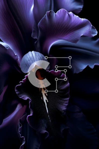 Σετ των 2 Intra Συλλεκτικό Ξύλινο Παζλ Plywood  4mm - Κοντινό πλάνο με σκούρο μωβ λουλούδι Σε Ξύλινο Κουτί - Διαστάσεις: 10x10 cm – 25 κομμάτια