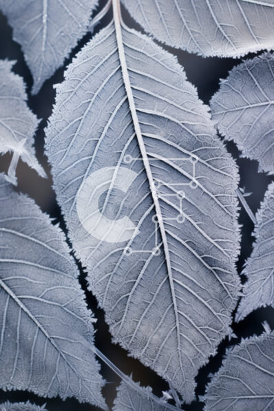 Σετ των 2 Intra Συλλεκτικό Ξύλινο Παζλ Plywood  4mm - Κοντινό πλάνο φύλλων που καλύπτονται από παγετό Σε Ξύλινο Κουτί - Διαστάσεις: 10x10 cm – 25 κομμάτια