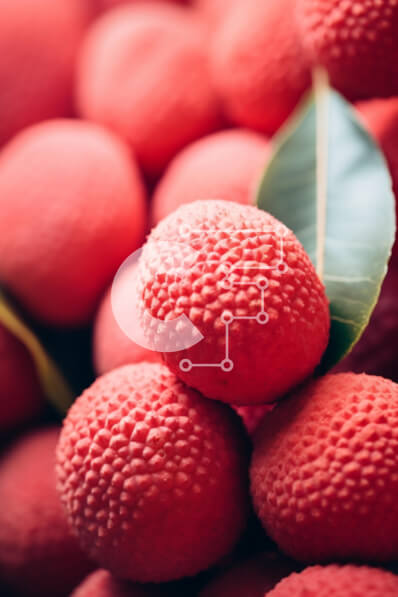 Σετ των 2 Intra Συλλεκτικό Ξύλινο Παζλ Plywood  4mm - Σωρός από κόκκινα λίτσι με πράσινο φύλλο Σε Ξύλινο Κουτί - Διαστάσεις: 10x10 cm – 25 κομμάτια