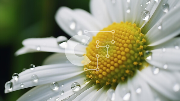 Intra Συλλεκτικό Ξύλινο Παζλ Plywood  4mm - Λευκή και κίτρινη μαργαρίτα σε πλήρη άνθιση με σταγονίδια νερού Σε Ξύλινο Κουτί - Διαστάσεις: 10x10 cm – 25 κομμάτια