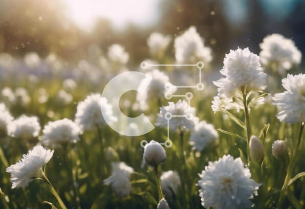 Intra Συλλεκτικό Ξύλινο Παζλ Plywood  4mm - Πεδίο με λευκά λουλούδια στο φως του ήλιου Σε Ξύλινο Κουτί - Διαστάσεις: 10x10 cm – 25 κομμάτια