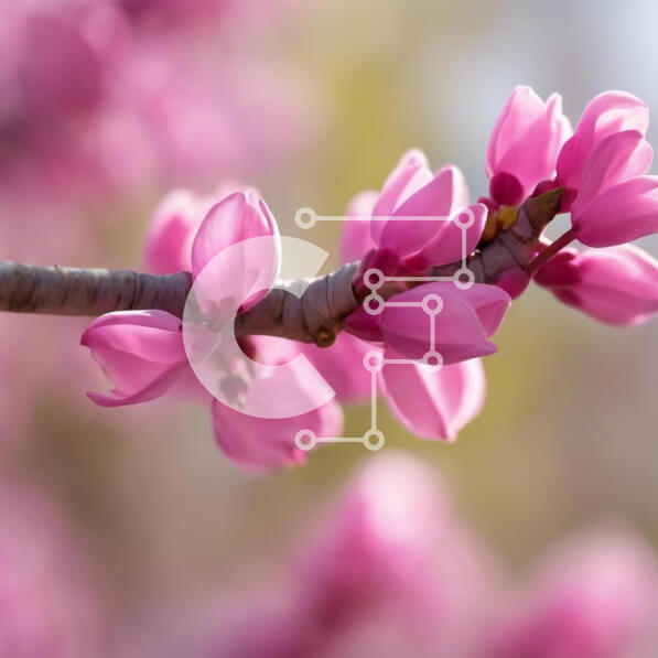 Intra Συλλεκτικό Ξύλινο Παζλ Plywood  4mm - Κοντινό πλάνο ροζ λουλουδιών σε διακοσμητικό κλαδί δέντρου Redbud Σε Ξύλινο Κουτί - Διαστάσεις: 10x10 cm – 25 κομμάτια