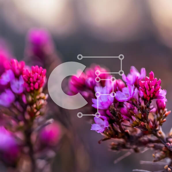 Intra Συλλεκτικό Ξύλινο Παζλ Plywood  4mm - Κοντινό πλάνο ροζ λουλουδιών σε μη αναγνωρισμένο φυτό Σε Ξύλινο Κουτί - Διαστάσεις: 10x10 cm – 25 κομμάτια