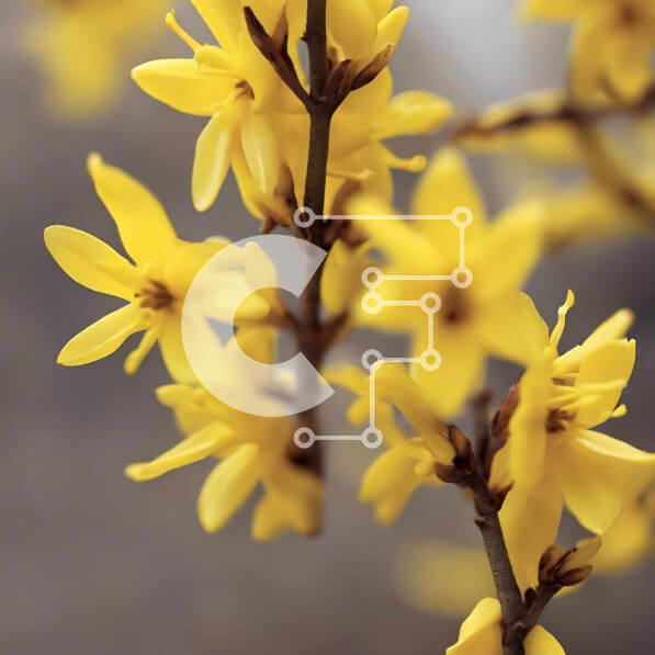 Intra Συλλεκτικό Ξύλινο Παζλ Plywood  4mm - Κίτρινα λουλούδια που ανθίζουν σε ένα κλαδί δέντρου Σε Ξύλινο Κουτί - Διαστάσεις: 10x10 cm – 25 κομμάτια