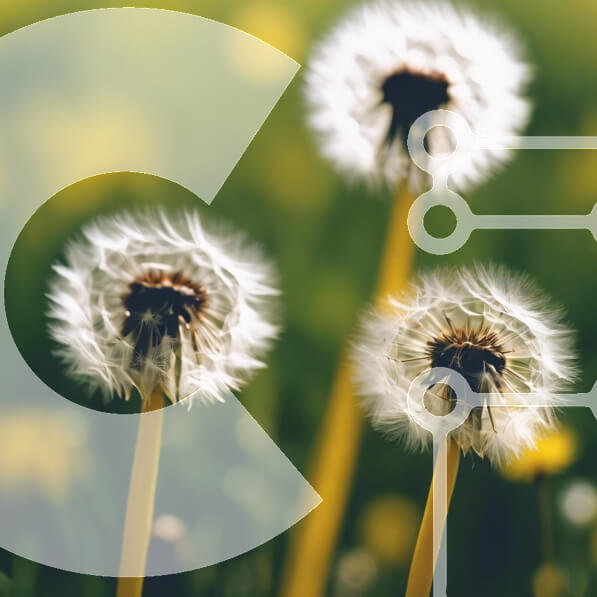 Intra Συλλεκτικό Ξύλινο Παζλ Plywood  4mm - Λουλούδια πικραλίδας στο χορτάρι Σε Ξύλινο Κουτί - Διαστάσεις: 10x10 cm – 25 κομμάτια