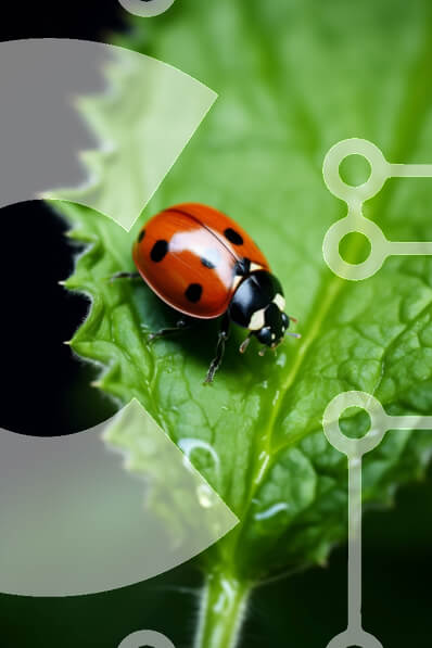 Σετ των 2 Intra Συλλεκτικό Ξύλινο Παζλ Plywood  4mm - Πασχαλίτσα που στηρίζεται σε ένα πράσινο φύλλο με σταγονίδια νερού Σε Ξύλινο Κουτί - Διαστάσεις: 10x10 cm – 25 κομμάτια