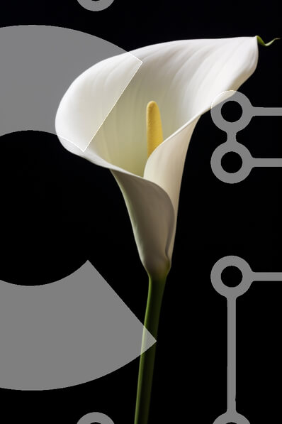 Σετ των 2 Intra Συλλεκτικό Ξύλινο Παζλ Plywood  4mm - Μονό λευκό Calla Lily σε σκούρο φόντο Σε Ξύλινο Κουτί - Διαστάσεις: 10x10 cm – 25 κομμάτια