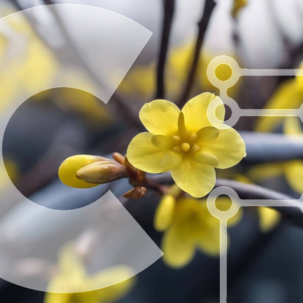 Intra Συλλεκτικό Ξύλινο Παζλ Plywood  4mm - Κίτρινα λουλούδια σε κλαδί βελανιδιάς Σε Ξύλινο Κουτί - Διαστάσεις: 10x10 cm – 25 κομμάτια