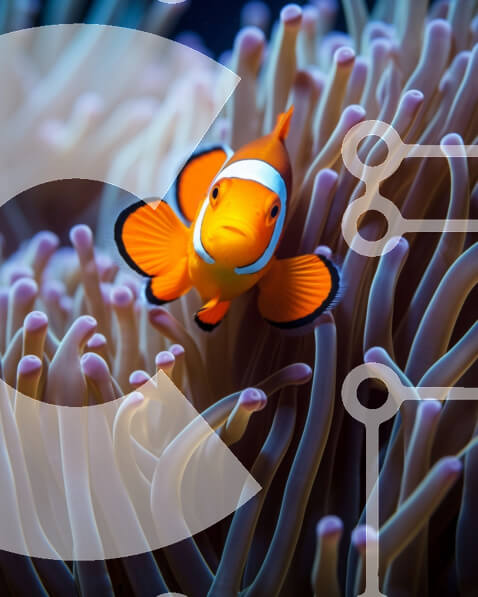 Intra Συλλεκτικό Ξύλινο Παζλ Plywood  4mm - Ζωντανό ψάρι κλόουν στον πολύχρωμο κοραλλιογενή ύφαλο Σε Ξύλινο Κουτί - Διαστάσεις: 10x10 cm – 25 κομμάτια