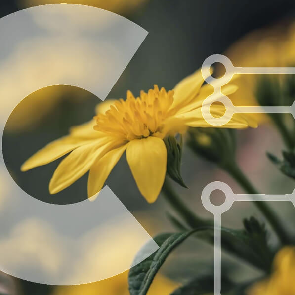 Intra Συλλεκτικό Ξύλινο Παζλ Plywood  4mm - Ζωντανό ενιαίο κίτρινο λουλούδι σε πλήρη άνθιση Σε Ξύλινο Κουτί - Διαστάσεις: 10x10 cm – 25 κομμάτια