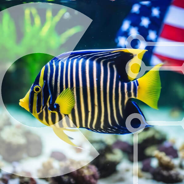 Intra Συλλεκτικό Ξύλινο Παζλ Plywood  4mm - Ζωντανά μπλε και κίτρινα ψάρια στο ενυδρείο με αμερικανική σημαία Σε Ξύλινο Κουτί - Διαστάσεις: 10x10 cm – 25 κομμάτια