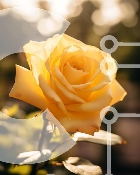 Intra Συλλεκτικό Ξύλινο Παζλ Plywood  4mm - Ζωντανό κίτρινο τριαντάφυλλο σε πλήρη άνθιση Σε Ξύλινο Κουτί - Διαστάσεις: 10x10 cm – 25 κομμάτια