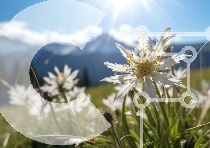 Intra Συλλεκτικό Ξύλινο Παζλ Plywood  4mm - Λευκά λουλούδια στο χορταριασμένο χωράφι με τα βουνά Σε Ξύλινο Κουτί - Διαστάσεις: 10x10 cm – 25 κομμάτια