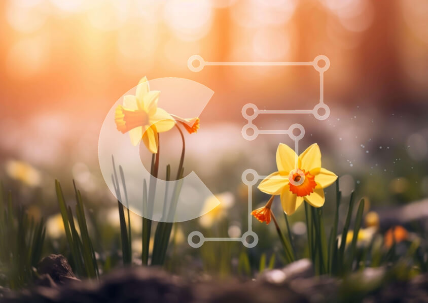 Intra Συλλεκτικό Ξύλινο Παζλ Plywood  4mm - Κίτρινοι Νάρκισσοι σε ένα χορταριασμένο χωράφι Σε Ξύλινο Κουτί - Διαστάσεις: 10x10 cm – 25 κομμάτια