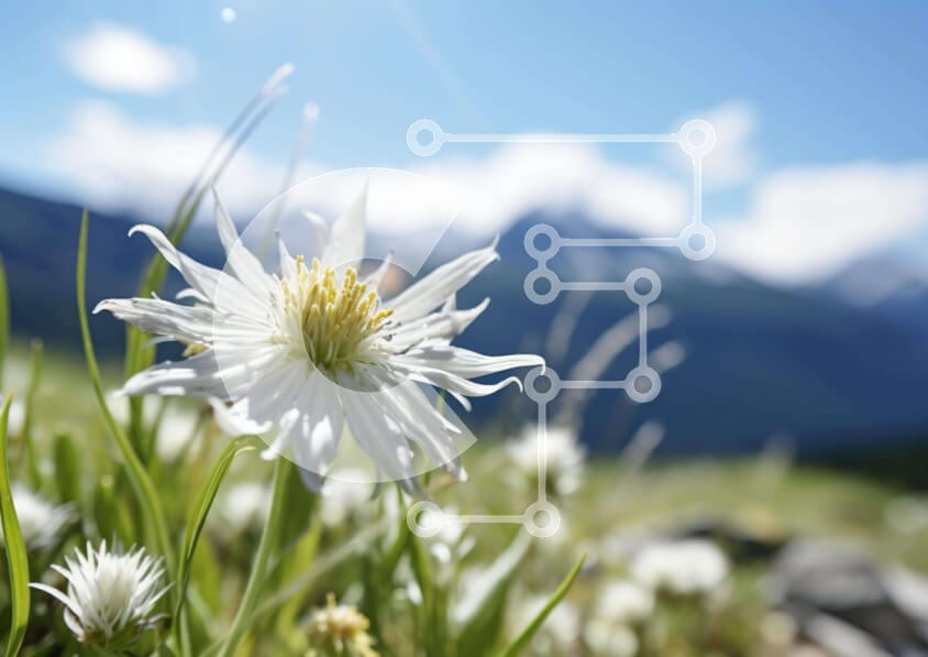 Intra Συλλεκτικό Ξύλινο Παζλ Plywood  4mm - Λευκό λουλούδι στο λιβάδι Σε Ξύλινο Κουτί - Διαστάσεις: 10x10 cm – 25 κομμάτια