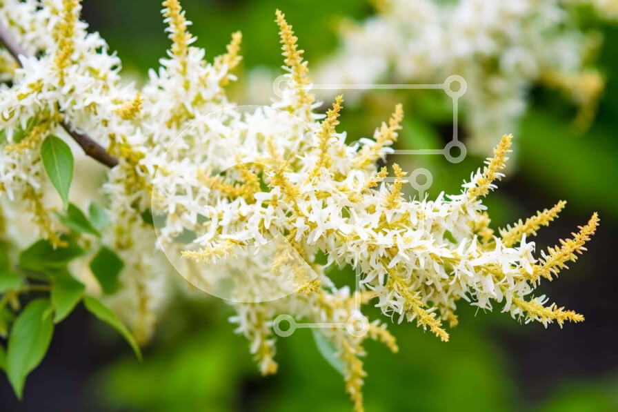 Intra Συλλεκτικό Ξύλινο Παζλ Plywood  4mm - Κλάδος λευκών λουλουδιών με πράσινα φύλλα Σε Ξύλινο Κουτί - Διαστάσεις: 10x10 cm – 25 κομμάτια