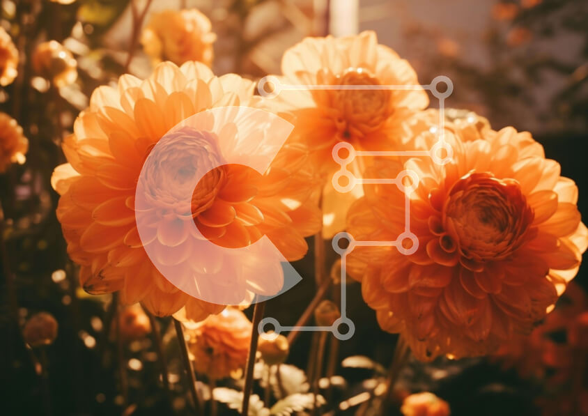 Intra Συλλεκτικό Ξύλινο Παζλ Plywood  4mm - Τρία πορτοκαλί λουλούδια που ανθίζουν σε ένα φυσικό περιβάλλον Σε Ξύλινο Κουτί - Διαστάσεις: 10x10 cm – 25 κομμάτια