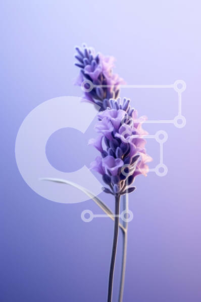 Σετ των 2 Intra Συλλεκτικό Ξύλινο Παζλ Plywood  4mm - Στυλιζαρισμένη μωβ ανθοδέσμη Σε Ξύλινο Κουτί - Διαστάσεις: 10x10 cm – 25 κομμάτια