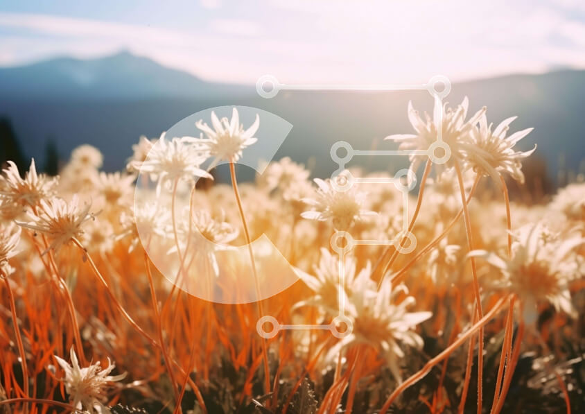 Intra Συλλεκτικό Ξύλινο Παζλ Plywood  4mm - Πεδίο με λευκές μαργαρίτες με βουνά Σε Ξύλινο Κουτί - Διαστάσεις: 10x10 cm – 25 κομμάτια