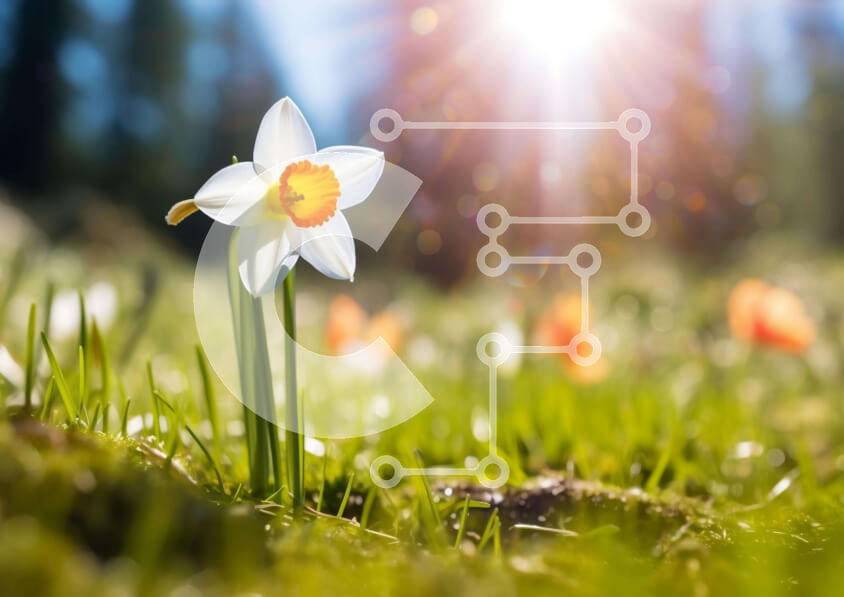 Intra Συλλεκτικό Ξύλινο Παζλ Plywood  4mm - Λευκό λουλούδι ασφόδελο στο ηλιόλουστο χωράφι Σε Ξύλινο Κουτί - Διαστάσεις: 10x10 cm – 25 κομμάτια