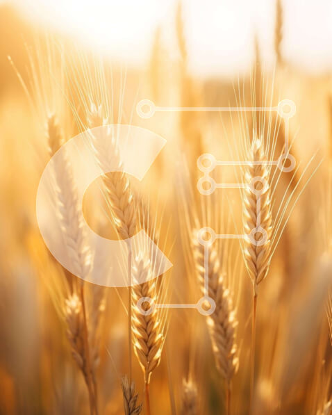 Intra Συλλεκτικό Ξύλινο Παζλ Plywood  4mm - Χωράφι του χρυσού σίτου με λαμπερό ήλιο Σε Ξύλινο Κουτί - Διαστάσεις: 10x10 cm – 25 κομμάτια