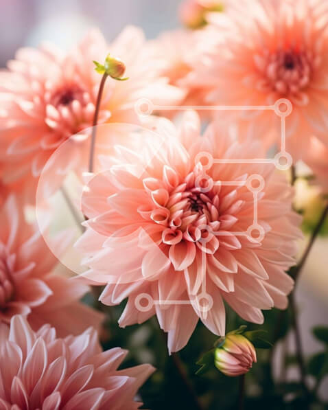 Intra Συλλεκτικό Ξύλινο Παζλ Plywood  4mm - Κοντινό πλάνο ανθισμένα ροζ λουλούδια ντάλια Σε Ξύλινο Κουτί - Διαστάσεις: 10x10 cm – 25 κομμάτια