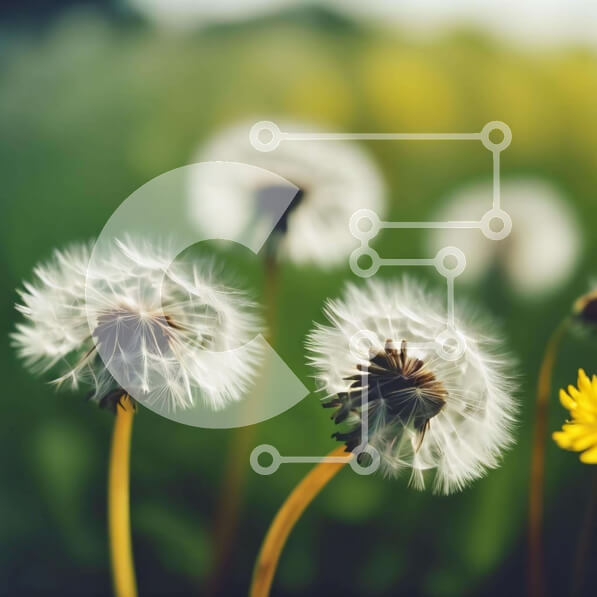 Intra Συλλεκτικό Ξύλινο Παζλ Plywood  4mm - Ζωντανά λουλούδια πικραλίδας σε ένα καταπράσινο χωράφι Σε Ξύλινο Κουτί - Διαστάσεις: 10x10 cm – 25 κομμάτια